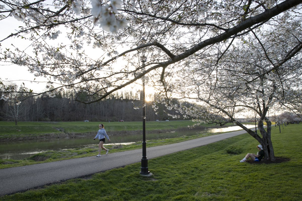ohiou's tweet image. Every spring, the Athens and OHIO community flock to the Hockhocking Adena Bikepath to enjoy what @NatGeo has named as one of the best spots in the U.S. to see cherry trees.

Check out our photographers’ best blossom shots from 2022! 🌸

📸» ohio.edu/news/2022/04/s…

#ForeverOHIO