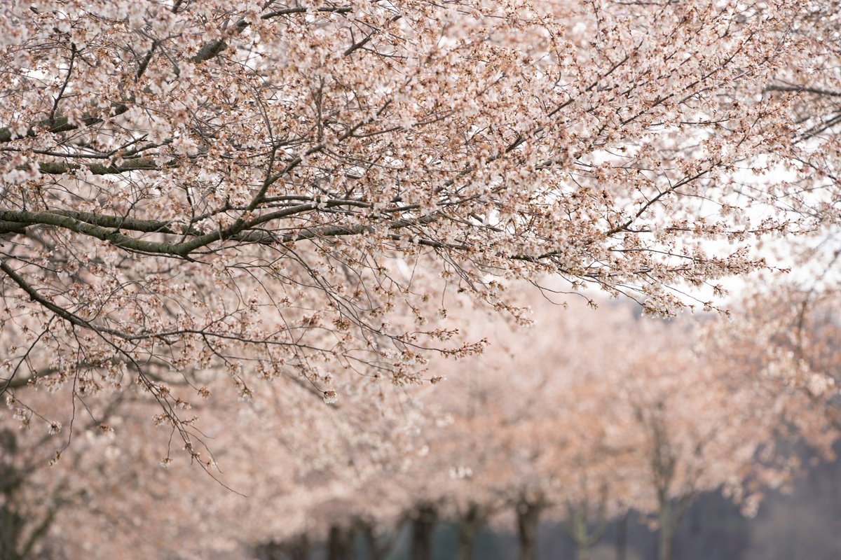 ohiou's tweet image. Every spring, the Athens and OHIO community flock to the Hockhocking Adena Bikepath to enjoy what @NatGeo has named as one of the best spots in the U.S. to see cherry trees.

Check out our photographers’ best blossom shots from 2022! 🌸

📸» ohio.edu/news/2022/04/s…

#ForeverOHIO