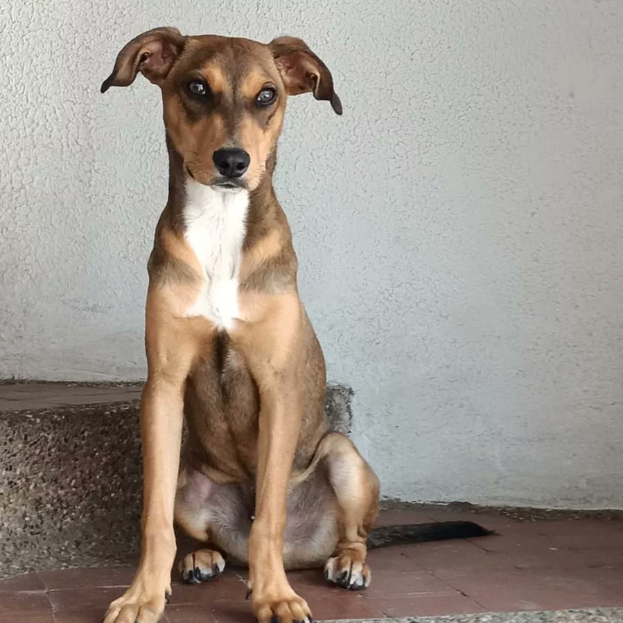 ArcaLuminosa tweet media