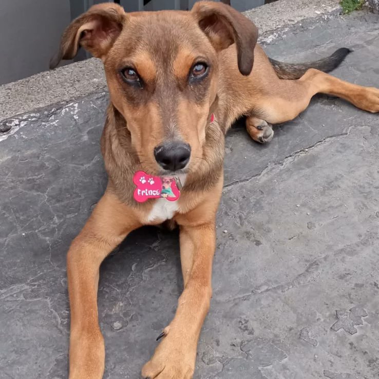 Berbeo llego a la que sería su familia por siempre 💔 y duro solo un día en este hogar. ¿Cual fue la razón? "No le cabía ni la nariz en su cama". No cumplía con las etiquetas que está misma familia le había impuesto al amor de Berbeo 💔😔.