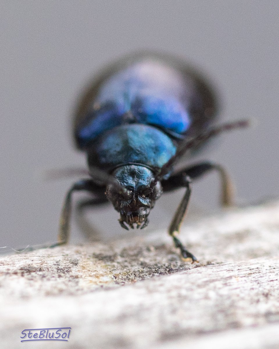steblusol's tweet photo. #macro https://t.co/hSmLKs9Mn0