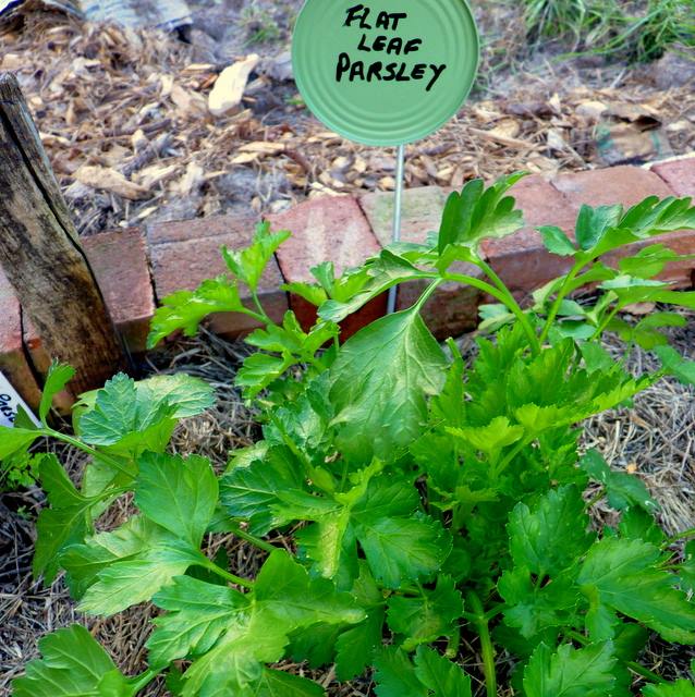RiverBendGrows's tweet photo. This year we'll be growing over 20 varieties of herbs -- culinary, medicinal and ornamental. https://t.co/Lb1OtlFzsw