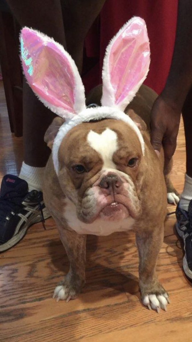 RaulCollins16's tweet photo. Have a Happy Easter ๐๐ฃ or Else! @houstonpolice @TeamHISD @AliefISD @AldineISD @CarvanaforTexas instead of hide eggs ๐ฅ she throws them โ๐พ๐๐ฎ๐พโโ๏ธ๐ค๐พ๐ฎ๐พโโ๏ธ๐ฏ#RelationalPolicing #CommAffairs https://t.co/bfgdQiWsPk