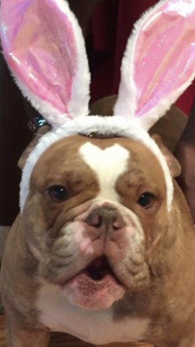 RaulCollins16's tweet photo. Have a Happy Easter ๐๐ฃ or Else! @houstonpolice @TeamHISD @AliefISD @AldineISD @CarvanaforTexas instead of hide eggs ๐ฅ she throws them โ๐พ๐๐ฎ๐พโโ๏ธ๐ค๐พ๐ฎ๐พโโ๏ธ๐ฏ#RelationalPolicing #CommAffairs https://t.co/bfgdQiWsPk