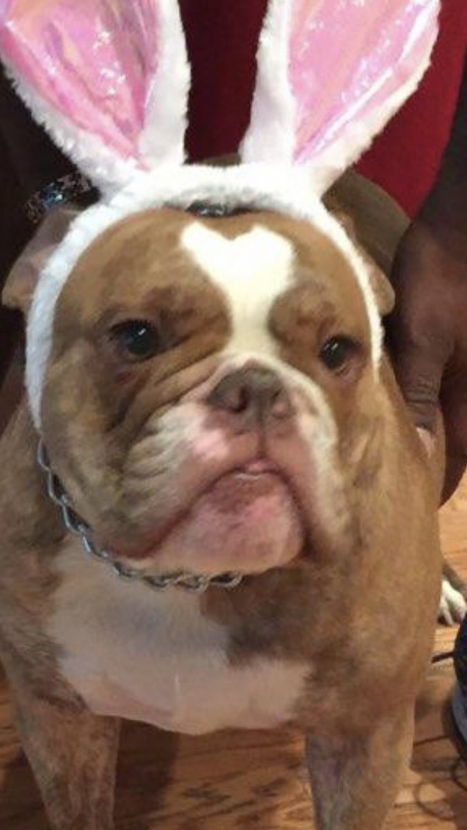 RaulCollins16's tweet photo. Have a Happy Easter ๐๐ฃ or Else! @houstonpolice @TeamHISD @AliefISD @AldineISD @CarvanaforTexas instead of hide eggs ๐ฅ she throws them โ๐พ๐๐ฎ๐พโโ๏ธ๐ค๐พ๐ฎ๐พโโ๏ธ๐ฏ#RelationalPolicing #CommAffairs https://t.co/bfgdQiWsPk