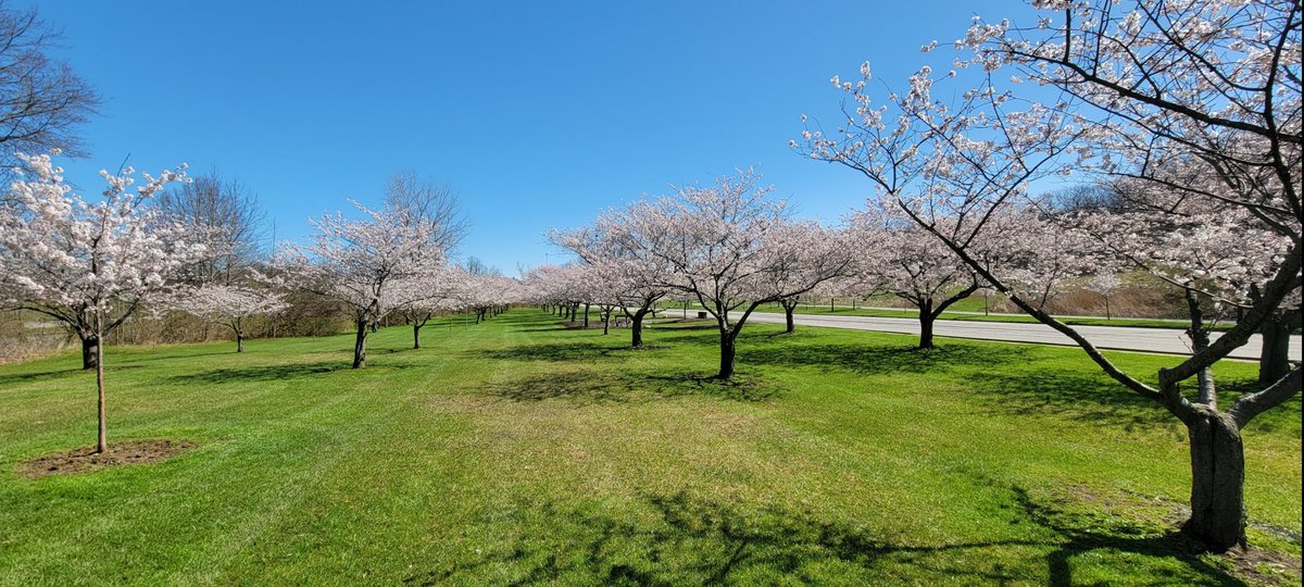 JasonKolo4's tweet photo. I love #flowering #CherryBlossomsAfterWinter! #photo #photography #photographer #getoutsude https://t.co/NkrDFBoNPZ