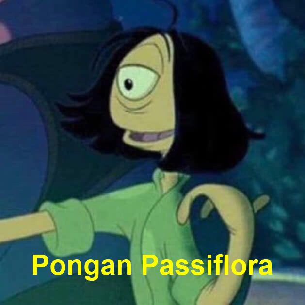 luisfran09's tweet photo. Vieron que regresa Passiflora?? https://t.co/2dUXwyIvef