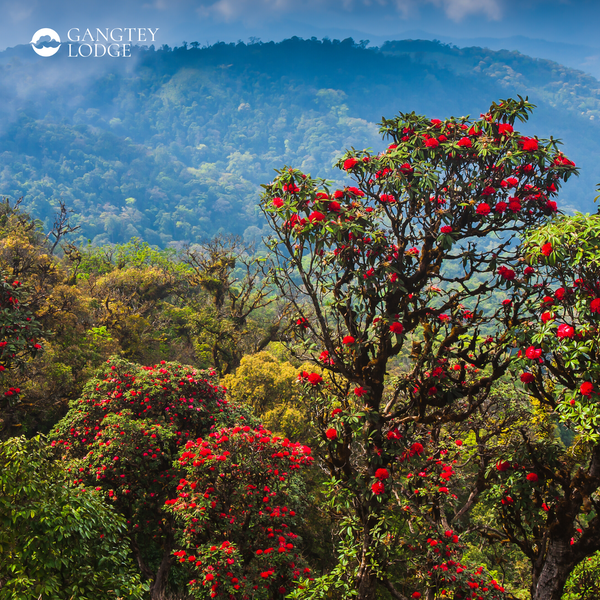 Rhododendrons are in full bloom in Bhutan and that means it’s time for the Rhododendron Festival. This 3-day festival is a great addition to the itinerary of the guests we welcome in April each year.