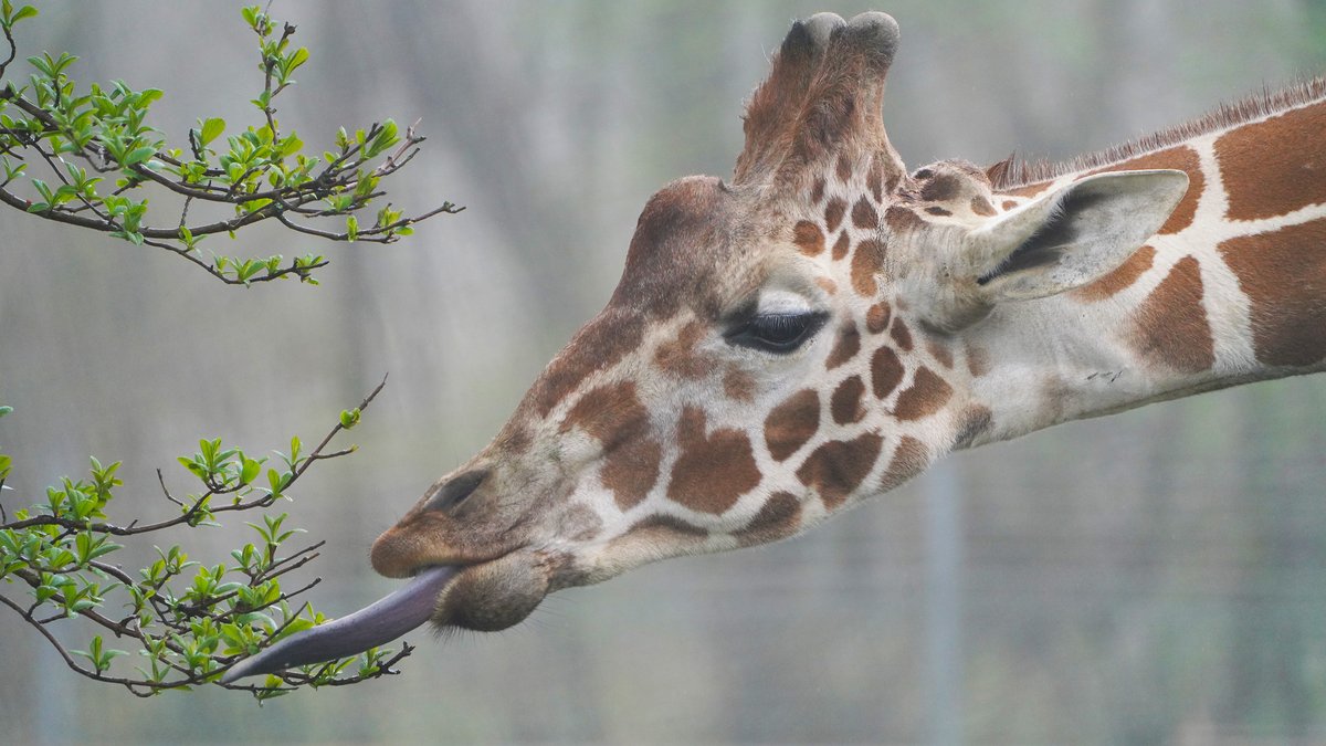 キリンと朝食できるっていうのでキリンってどんなもんよと生態まとめてたら神獣とよばれる白いキリンがいることまで判明した Togetter