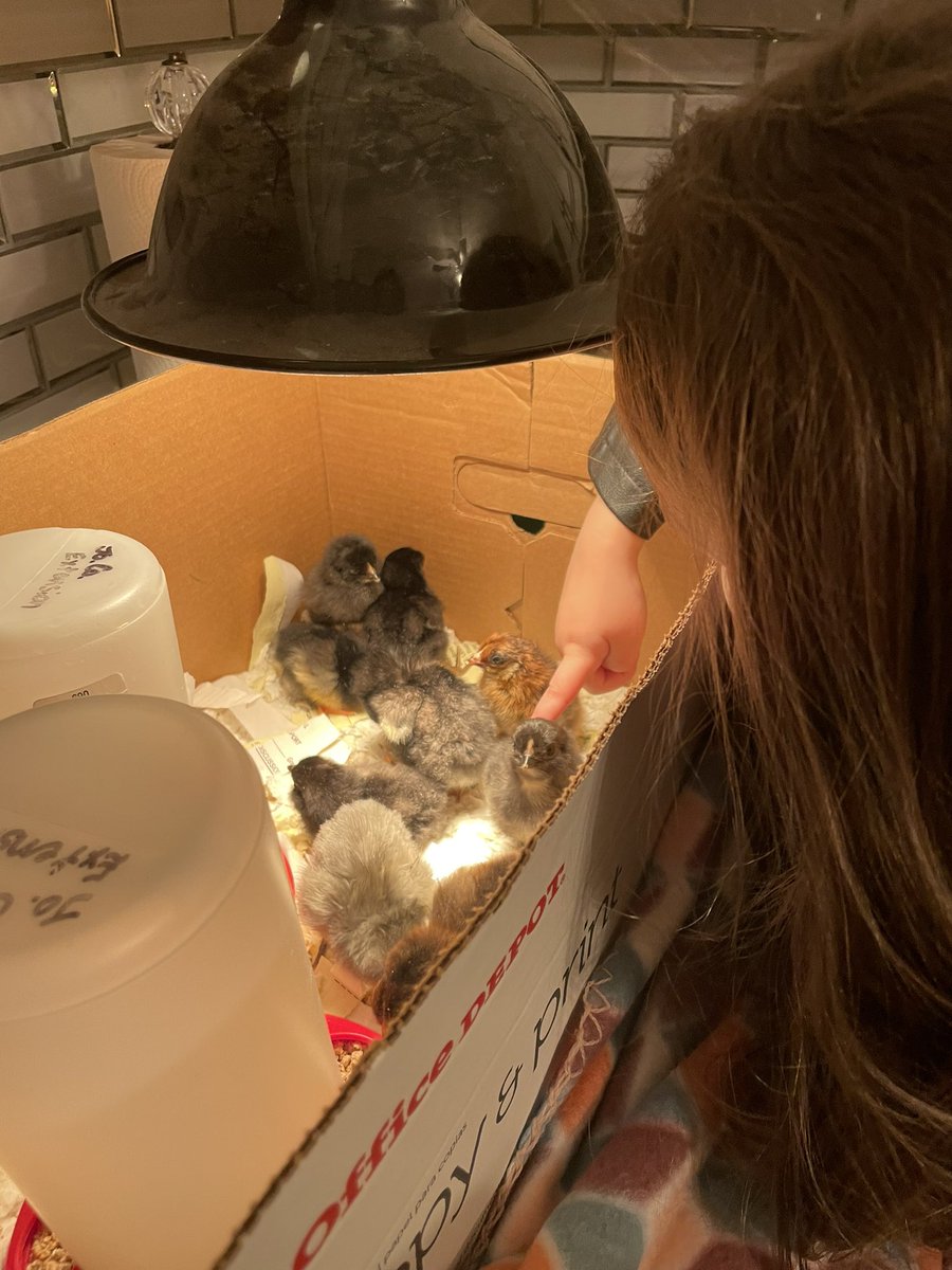Lisa_MCross's tweet photo. Girl’s came by to visit our farm friends… Jojo was beside herself with excitement #GetsItFromHerMama #CoParentLife ❤️ 🐣 ❤️ https://t.co/qSHWxSuEN1
