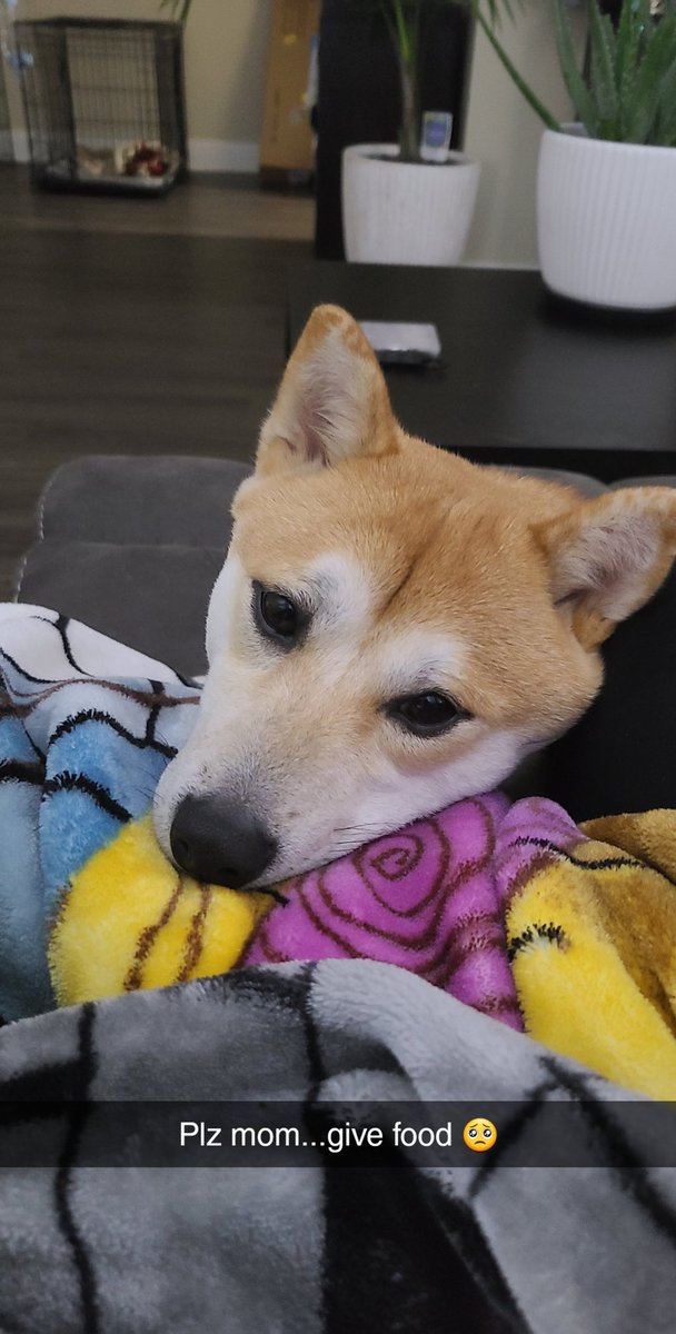 ShibHaru's tweet photo. Pwease, can I has food? #dogsoftwitter #goodboy #CuteAnimals #shibainu https://t.co/NSQVUtFgQ0