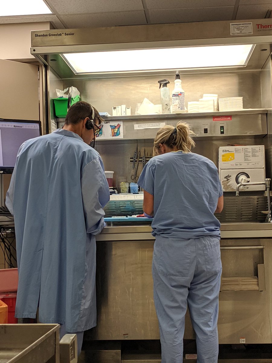 Alexander Gross, MD (@grossalexr) on Twitter photo <a href="/WVUPathology/">WVU Pathology, Anatomy, and Laboratory Medicine</a> had the privilege of learning here. thanks to all the current, former, and prospective patologist assistants. Happy pathologist assistant day!!! #PathAssistDay <a href="/pathologistmag/">The Pathologist</a> <a href="/Pathologists/">CAPathologists</a> <a href="/WVUPathology/">WVU Pathology, Anatomy, and Laboratory Medicine</a> had the privilege of learning here. thanks to all the current, former, and prospective patologist assistants. Happy pathologist assistant day!!! #PathAssistDay <a href="/pathologistmag/">The Pathologist</a> <a href="/Pathologists/">CAPathologists</a>