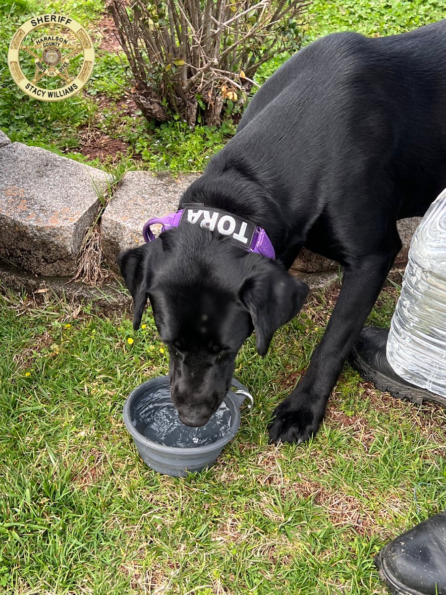 HCSO_K9Tora's tweet photo. K-9 Tora enjoying a little water before starting her shift.
#K9Tora๐พ๐
@JordanB72891269
#k9unit #onduty #newcollar #purple #sweetgirl #workingdog #femalek9unit #thirsty #goodgirl #dog https://t.co/SZJMn4oYjX