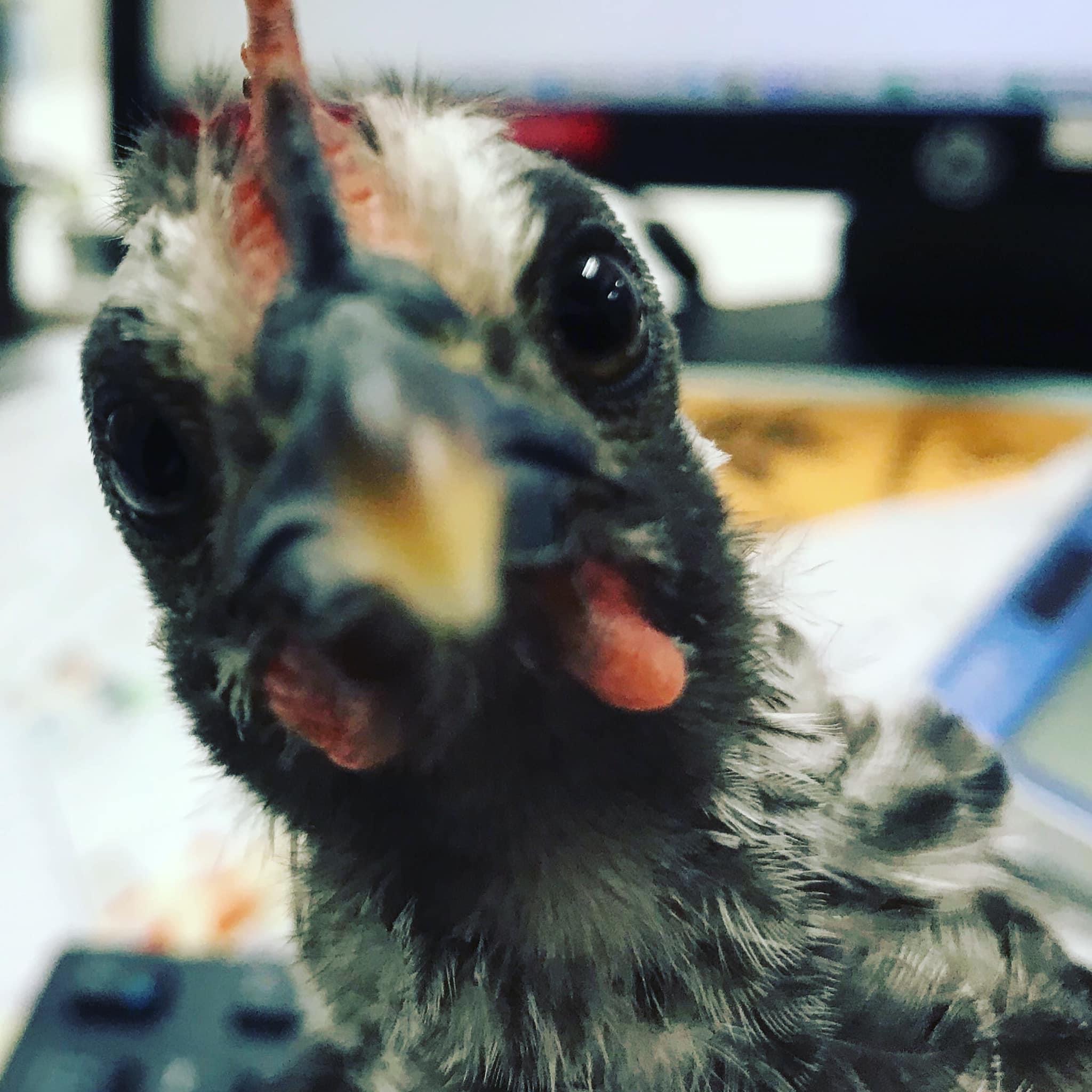 ニワトリは飼うと可愛い Twitter Search Twitter