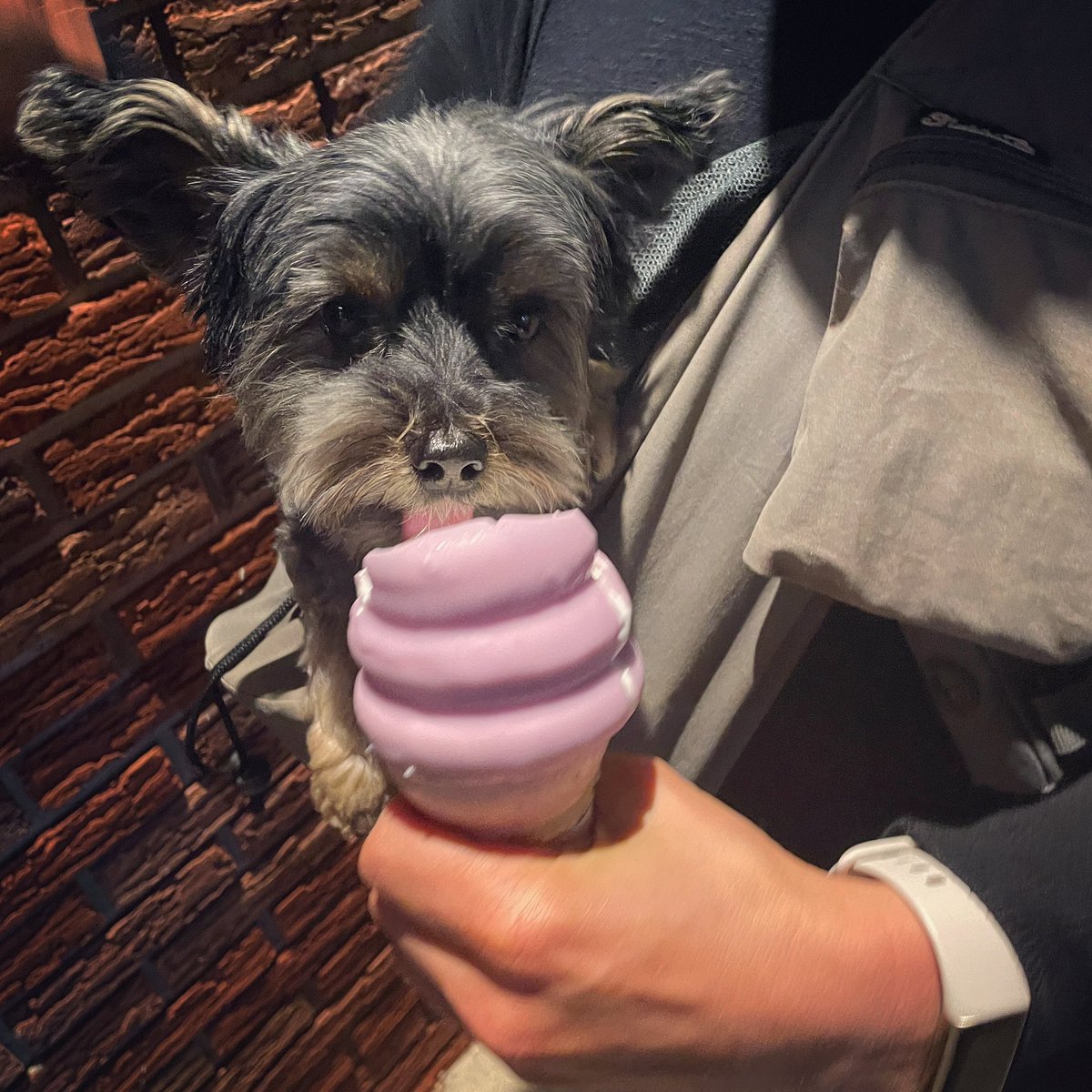 stephenpchopek's tweet photo. Doggy Dessert #elsiedog #yorkiepoo #dairyqueen #spring #fruityblast #icecream https://t.co/JYVPNgUUGv