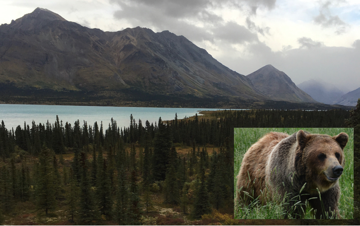 Please RT: Interested in joining the wecoslab.com as a research technician this summer at Lake Clark NPP in Alaska to help study the impacts of tourism on brown bear physiological stress and gut health? Apply here:  wfscjobs.tamu.edu/jobs/brown-bea…