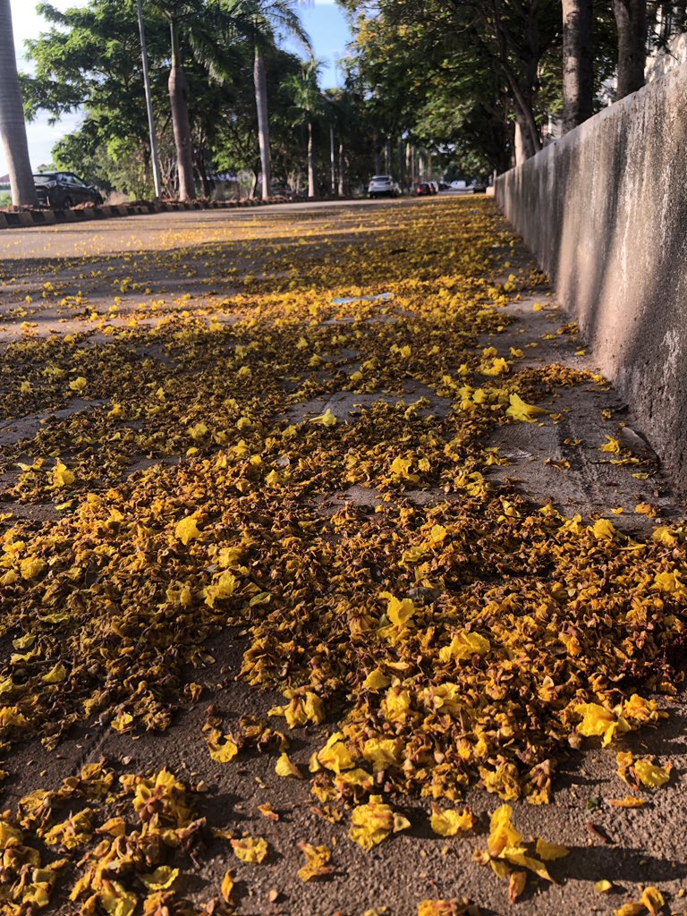 vrundavs's tweet photo. 
We are dust and to dust return. In the end we're neither air, nor fire, nor water, just dirt, neither more nor less, just dirt, and maybe some yellow flowers.
— Pablo Neruda
🌼🌼🌼🌼
#morningafterrains #springflowers #Yellove #yellowpath
#morningwalk https://t.co/9kubh7c4zJ