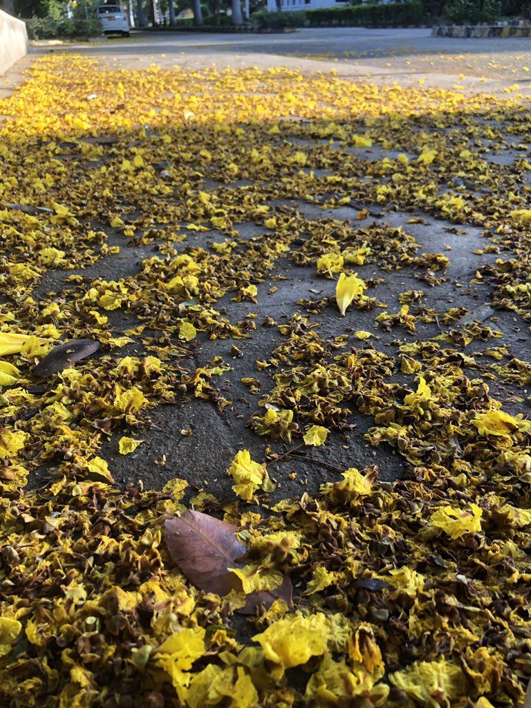 vrundavs's tweet photo. 
We are dust and to dust return. In the end we're neither air, nor fire, nor water, just dirt, neither more nor less, just dirt, and maybe some yellow flowers.
— Pablo Neruda
🌼🌼🌼🌼
#morningafterrains #springflowers #Yellove #yellowpath
#morningwalk https://t.co/9kubh7c4zJ