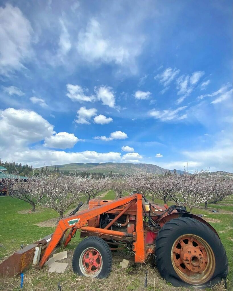 VisitWestside's tweet photo. We love it when people share their lunchtime views with us! Our orchards are in bloom right now and it sure is a pretty sight.

📷: @westkwanderer
.
.
.
#visitwestside #westkelowna #slowdownseemore #getoutside #springtime #pnwonderland #wanderlust #ru… https://t.co/iQB1BlKJwe https://t.co/o3O5HB4euz