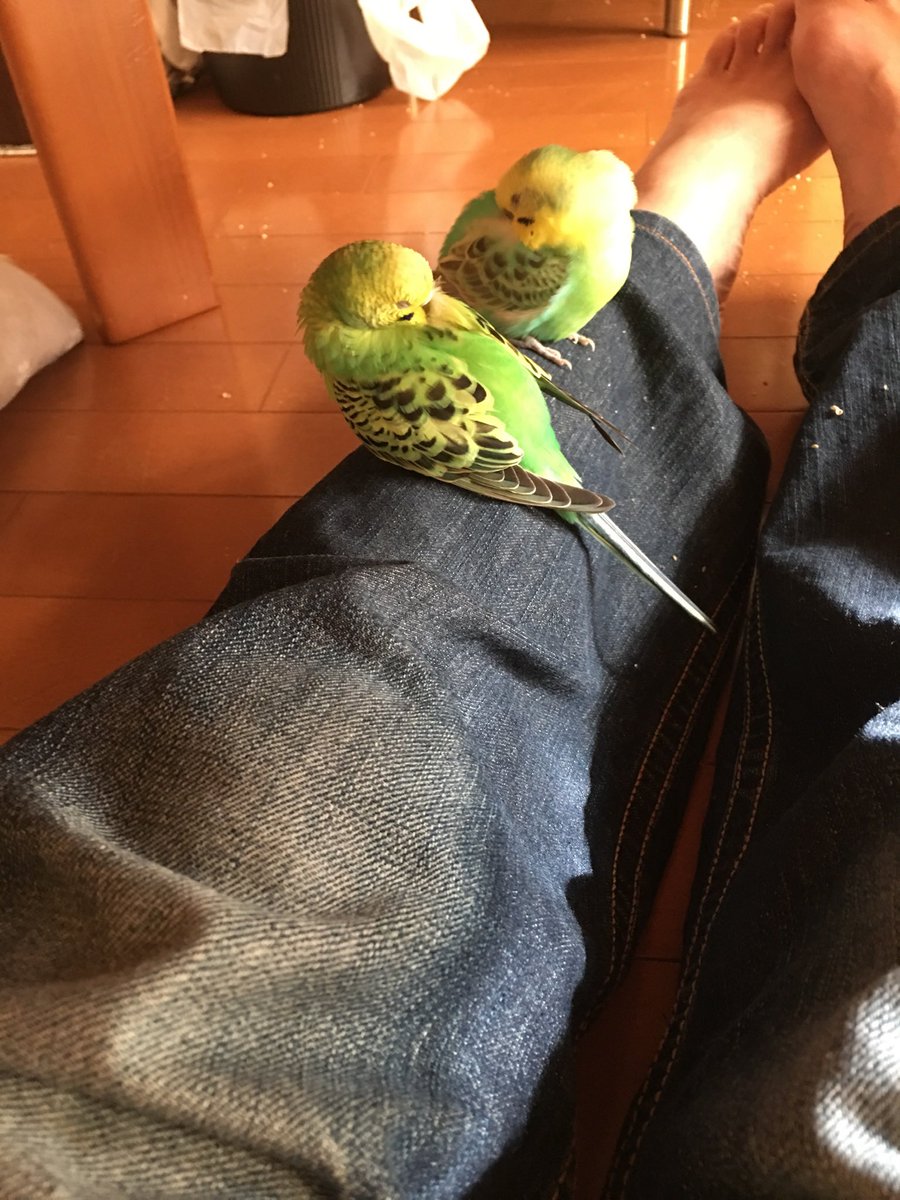 レア スワロフスキー ブルーパラキート インコ 鳥