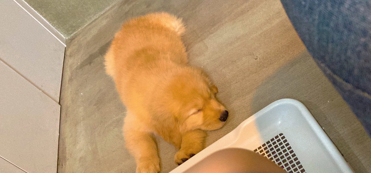FrnlyNeiboGoldn's tweet photo. I want pee, but it’s too far, so time to sleep
#tired #Noenergy #puppy #time2sleep https://t.co/fWTkJqs6BC