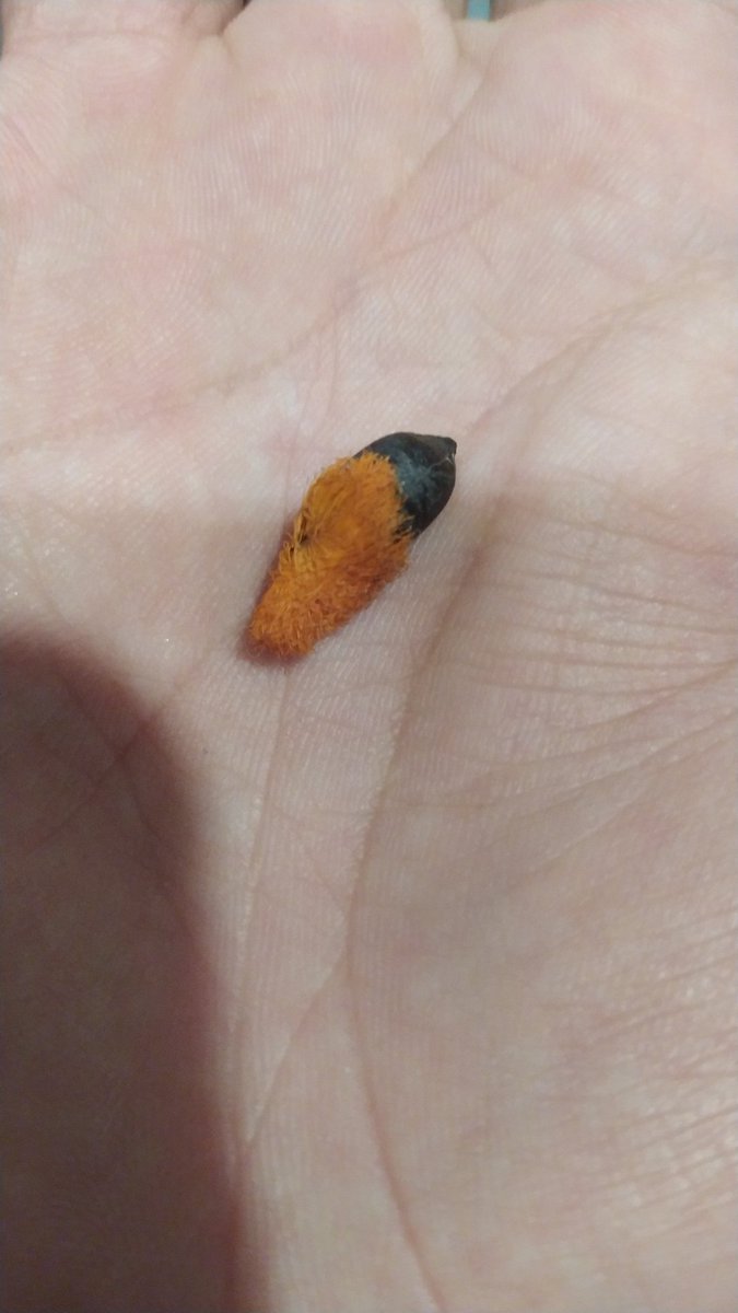 jgr_87's tweet photo. @bdgarcia60 Yo creo que se está comiendo la semilla de un "ave del paraiso" Strelitzia reginae. https://t.co/QrA5Fc0rLn