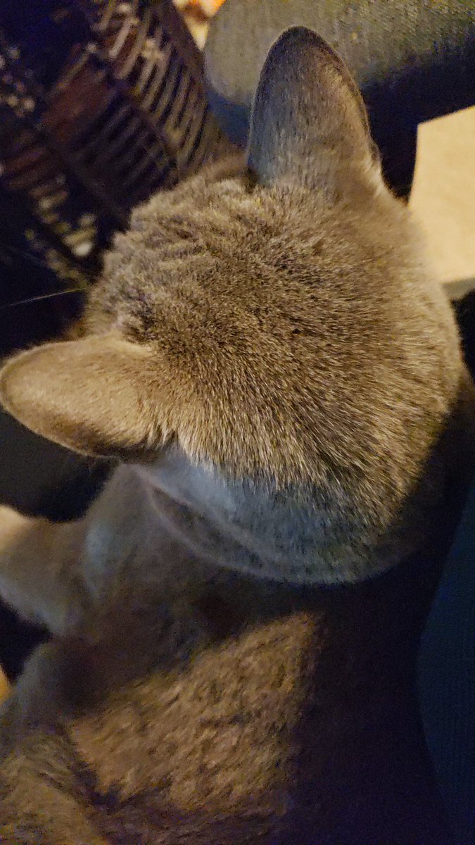 MyosotisUrsa's tweet photo. Its so hard to work on my portfolio and case study when this monster keeps biting my wrist because she wants attention 🙃 
#UNGintcompMD https://t.co/TK6Ye07LK7