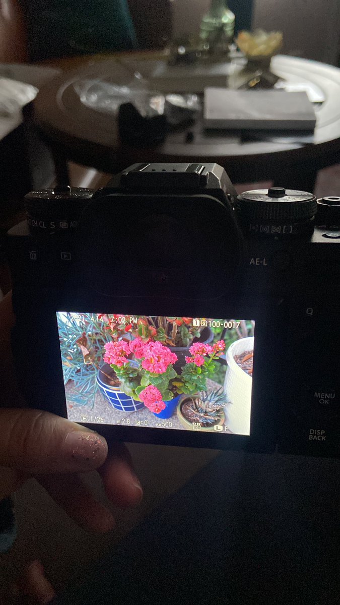glo7ia's tweet photo. Joined the #fujifilm family. I can’t stop taking pics of my garden. 💁🏻‍♀️💁🏻‍♀️💁🏻‍♀️💁🏻‍♀️💁🏻‍♀️💁🏻‍♀️💁🏻‍♀️💁🏻‍♀️ https://t.co/L7I9nuIEq6