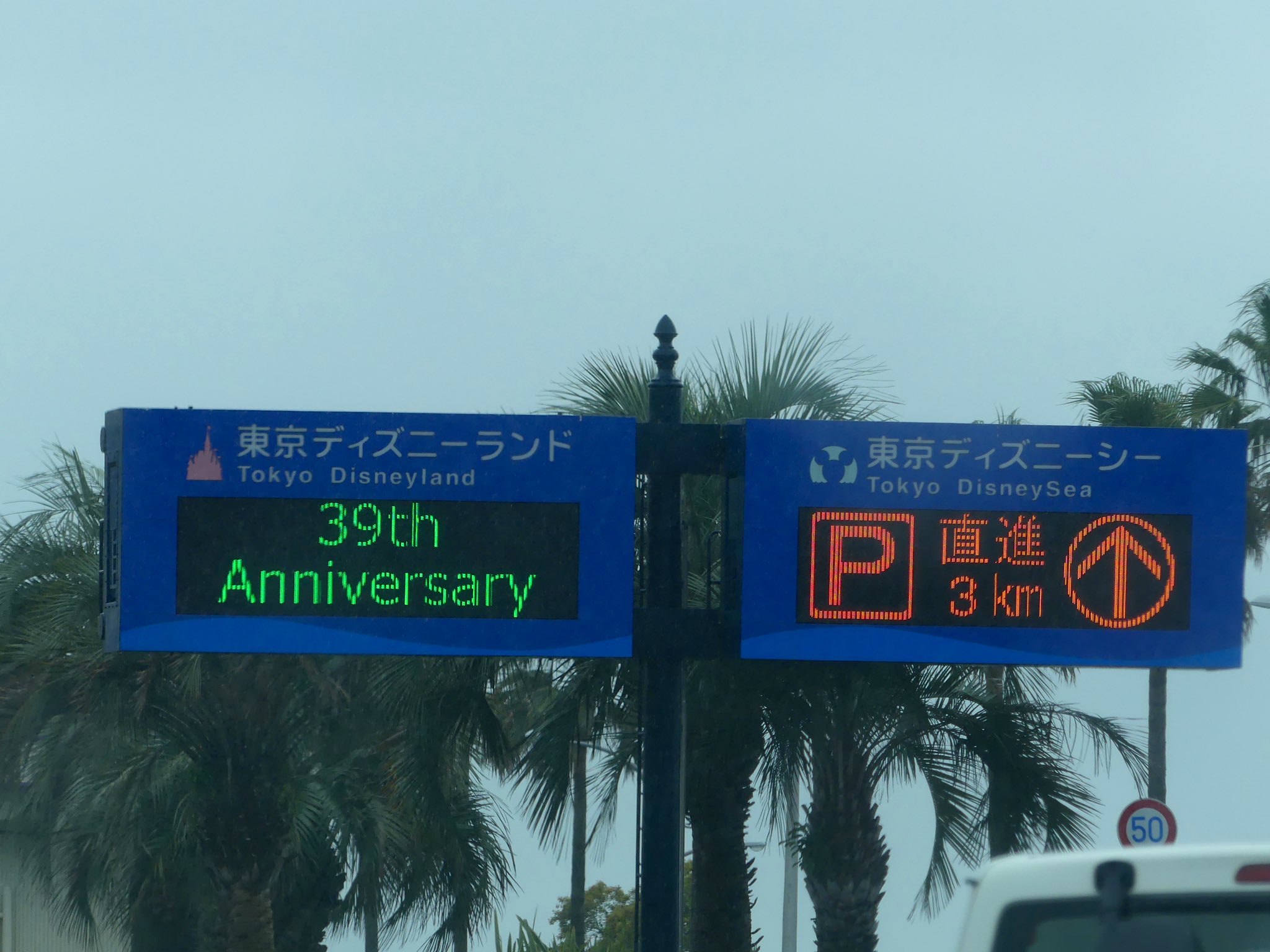 若にゃん Wakaneko Disney Twitter