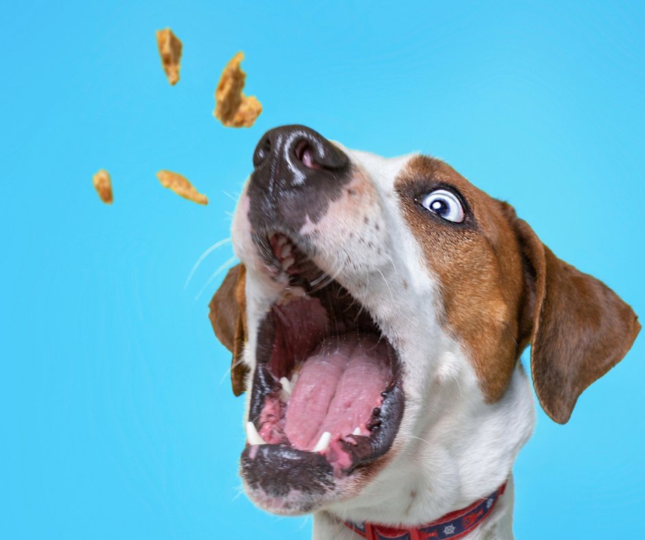 SouthernAgOK's tweet photo. We have a wide variety of dog treats from Bil-Jac, Wholesomes,&amp; Victor; it'll be hard to find something your dog won't love at Southern Ag. We even carry Greenies and Merrick Fresh Kisses Toothbrush treats to keep your dog's teeth healthy and clean!
#BilJac #Victor #Merrick #dog https://t.co/VsfjUowLyf