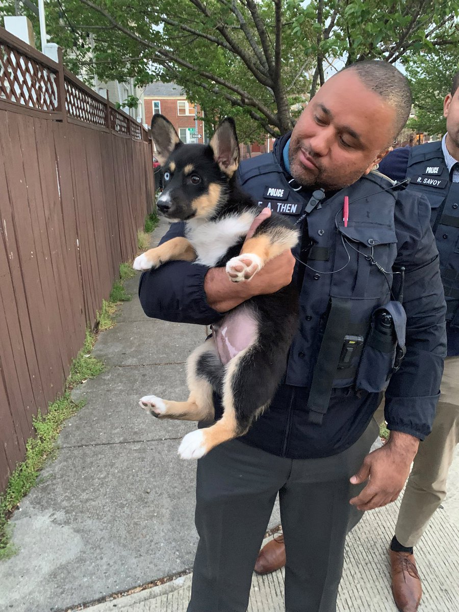 Pablo the puppy stolen at gunpoint has been found, repeat, Pablo has been found!! Please continue to keep your eyes peeled for Bruno popville.com/2022/04/pablo-…