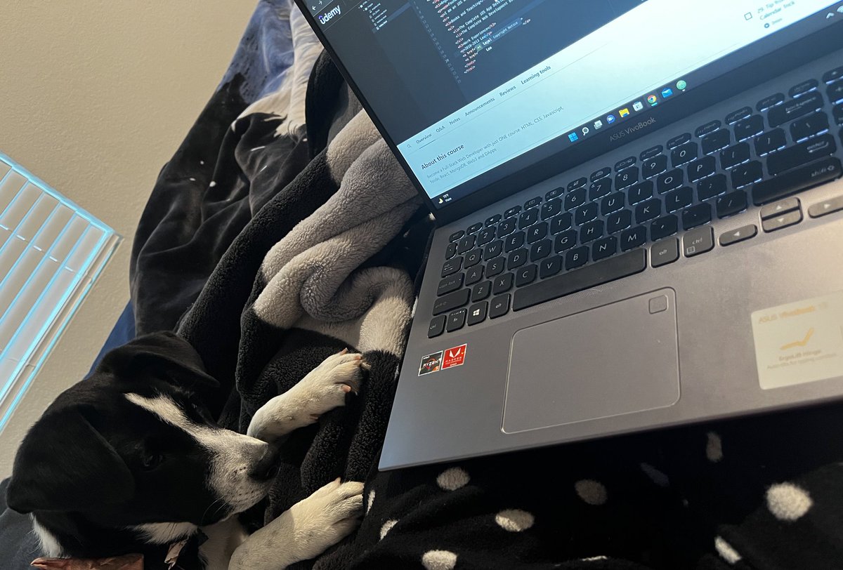 CristaleFlynn's tweet photo. Taking care of my fur baby and studying in between 👩🏽‍💻 she was curious as well 🐶 
#womenwhocode #100daysofcodechallenge #HTML5 #Udemy #webdev #CodeNewbie #bootcamp #puppy https://t.co/utCiKhT8vG