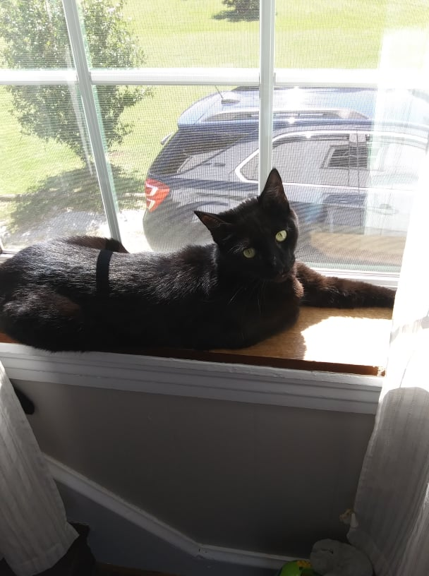 cozykitt's tweet photo. Black cats are my favorite cats... dis is Poe, my void cat! ;w; Show me your pets? https://t.co/J0OZNsBZOj