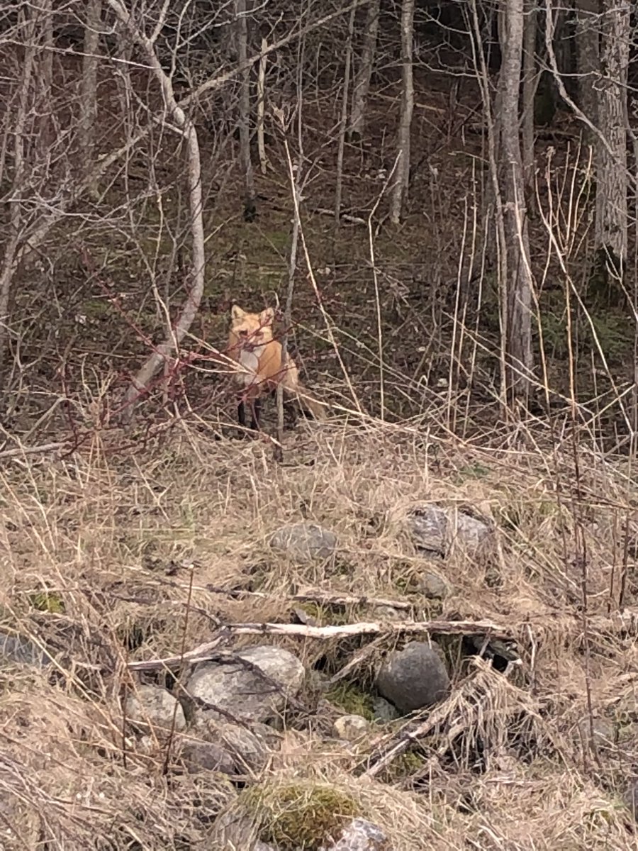 This guy was staring me down tonight! Curious creature!