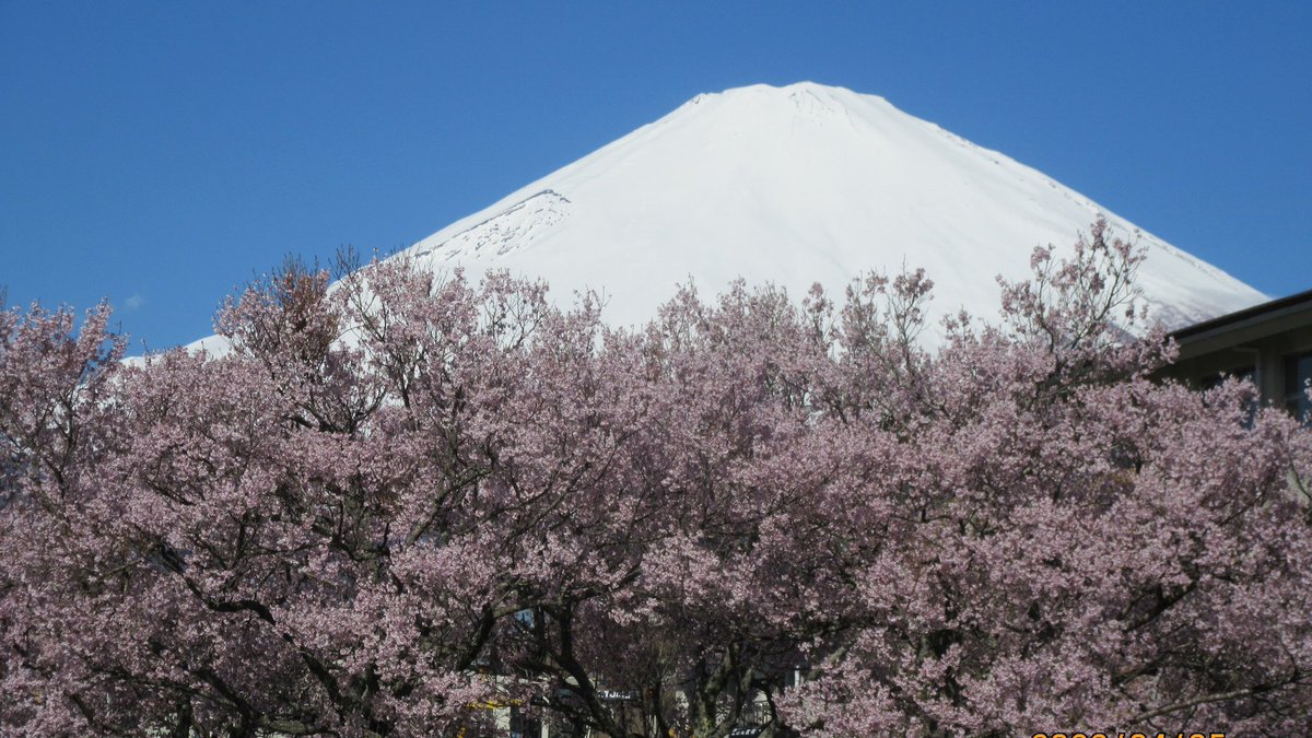 🗻富士山通信🗻 雨です☔ 富士山おやすみ😢 過去写真から 花と富士山🌸🌸 2枚目 桜の首飾りの 下に隠れていたのは？？😆 3枚目 椿と富士山🌿🌿 おからだに気をつけて おすごしくださいね💕