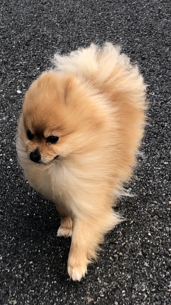 ポメラニアン 麦(ムギ) (@sLZiGlwl0ikJoBi) / Posts / X