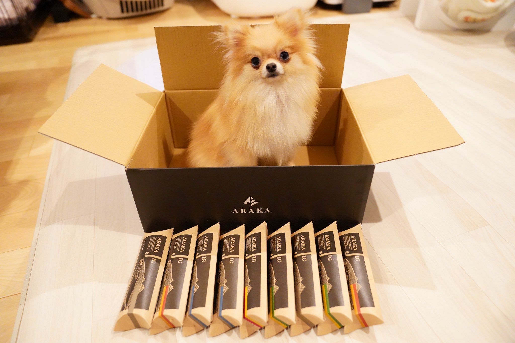 Direwolf Vo Yu 前川侑那 Direwolf Yu Twitter