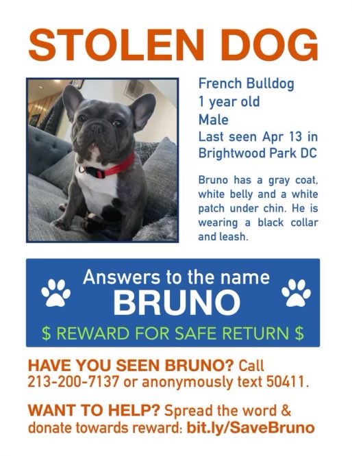 abbysev's tweet photo. Keep the momentum up for our boy Bruno! We have so many eyes on this and remain hopeful that he’ll be returned safely to his family - please continue to share!!! https://t.co/OSiW6KIpnt