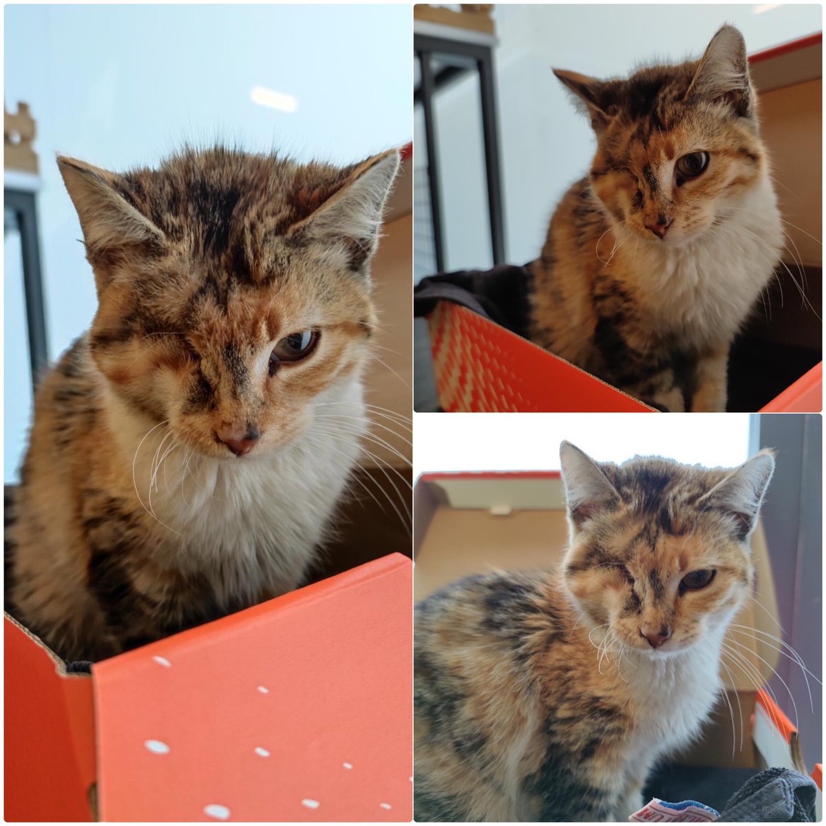 bademilemunir's tweet photo. Yuva arıyoruzz☹️ kan tahlilleri ve muayenesi yapıldı cok aç ve susuz kalmış bir gözü görmediği icin alındı diğer gözünde görme kaybı var🥺 cok sakin ve insan canlısı bir dişi. Paylaşırmısınız ona el birliği ile yuva bulalım ♥️ https://t.co/b2A0zjs9tY