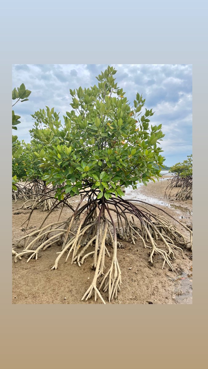 What wildlife tech problems do you have??

#wildlifetechnology #wildlife #wildlifetech #mangroves
