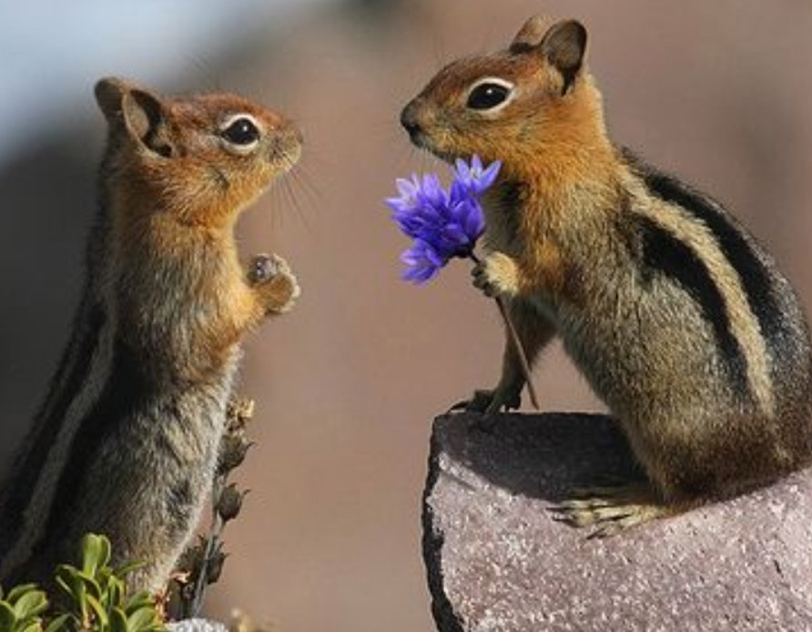 ai_azman's tweet image. Thank you so much my dear #Balandis 🌹🥰😊💞