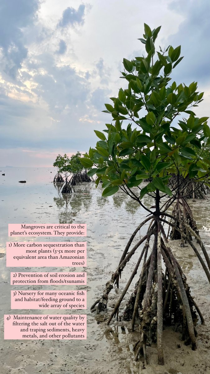 Mangroves are incredible!
I wish technology existed that would allow us to better survey them.. drones are great but expensive 🤔🌴💰

#wildlifeconservation #wildlifetechnology #mangroves #thailand #kohphangan