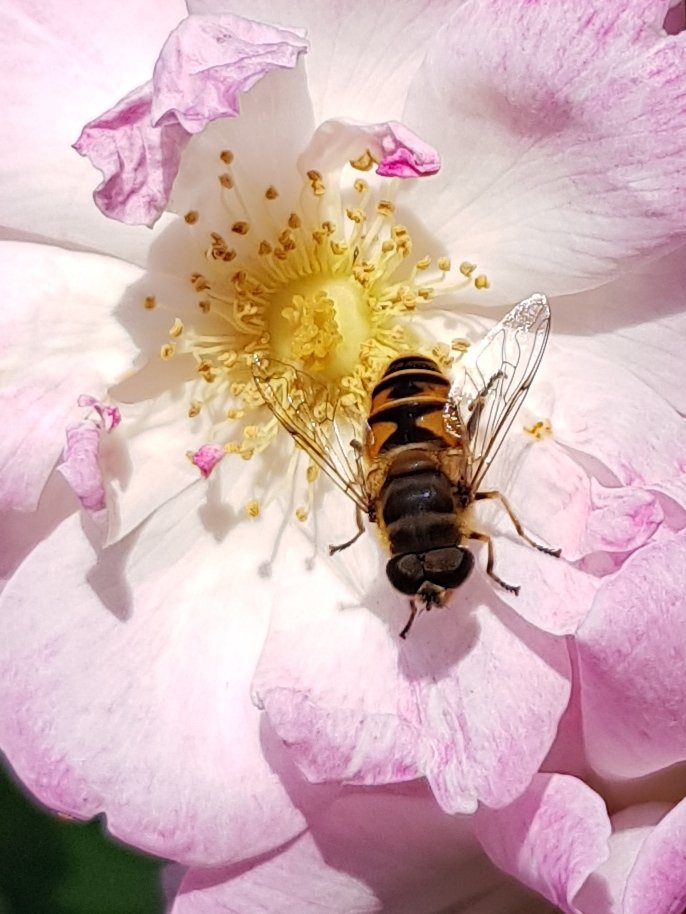 2015Geetanjali's tweet photo. Bizzy 🐝🐝🐝 https://t.co/C0NwTcnoMO