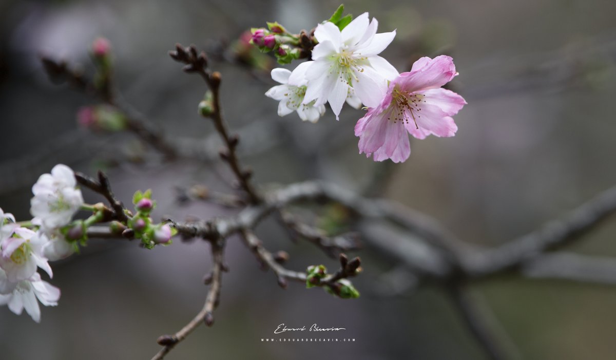 Cherry tree Sakura 桜 🌸
Shinjuku Gyoen Park 新宿御苑 Shinjuku 新宿区
Tokyo 東京 Japan 日本