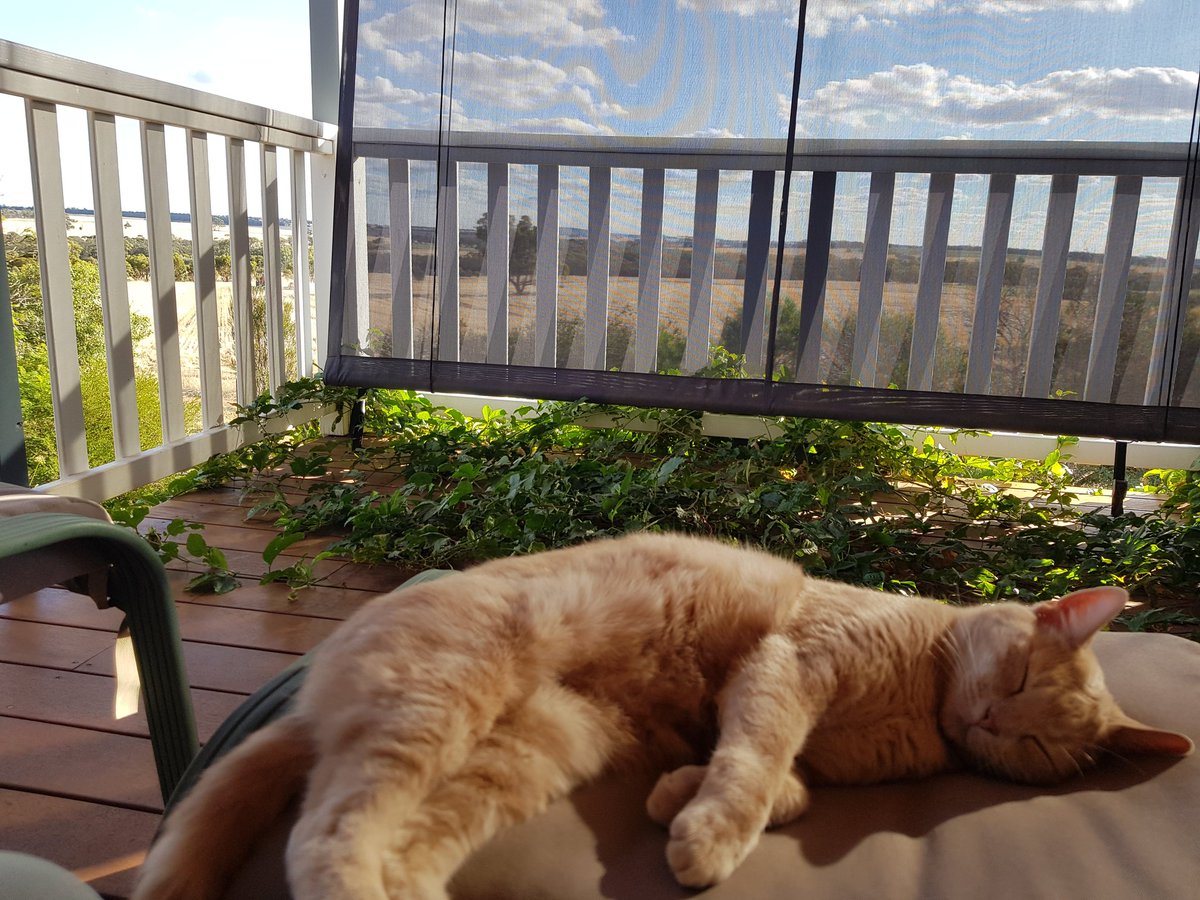 We have had the BIG machine 🚜 in action here all day! 

#CatsOfTwitter #canola