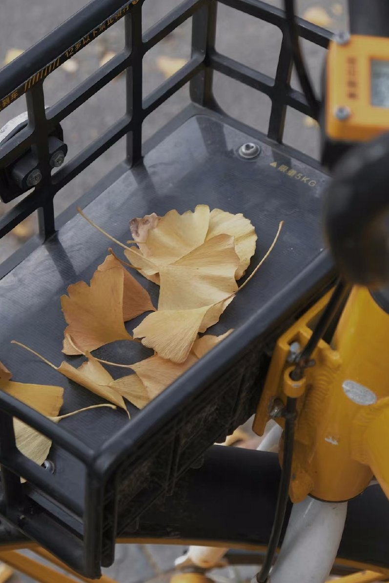 swhnetwork's tweet image. 落叶