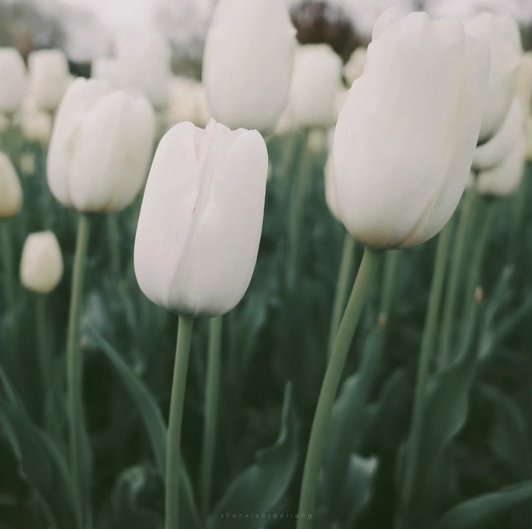 swhnetwork's tweet image. 纯洁