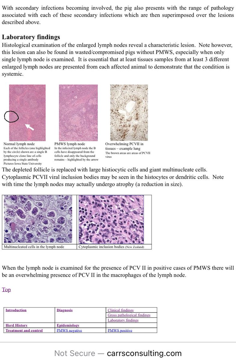 SixandLaura's tweet photo. “Pathological findings within the group of animals
PMWS is a disease of the lymphoid tissues w/secondary lesions in the other major organs…PMWS cannot be diagnosed on postmortem findings only as these findings can be recognized on many farms without the clinical signs of PMWS.” https://t.co/36vi8YYKJG