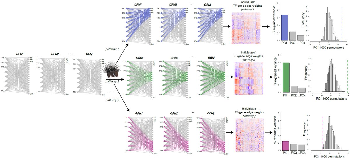 𝗣𝗢𝗥𝗖𝗨𝗣𝗜𝗡𝗘 analyzes complex, genome-wide, patient-specific regulatory networks directly on the network's edge weights. It is our latest addition to the network zoo and now out on <a href="/biorxivpreprint/">bioRxiv</a> doi.org/10.1101/2022.0…