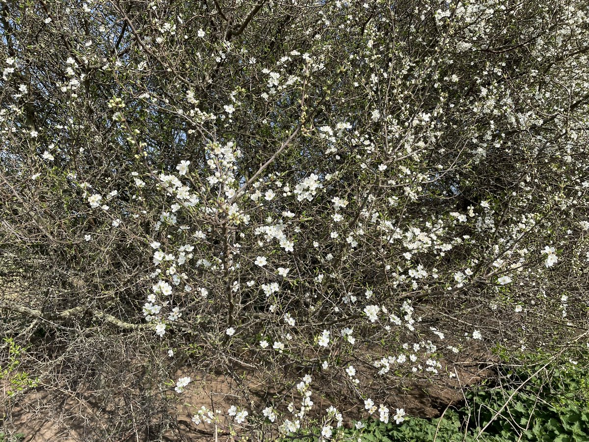 BernieWood11's tweet photo. Nothing like a run on a beautiful spring morning to clear the head of work crap and know I have 4 days of no mask wearing #soreears #toughweek 😎 https://t.co/zgohm0jIKS